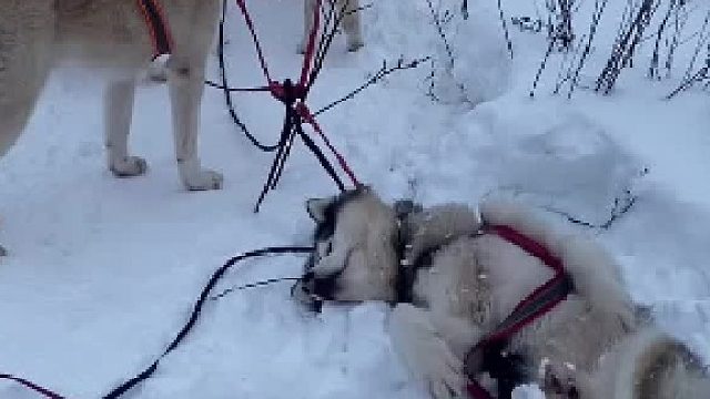 电动哈士奇没电了