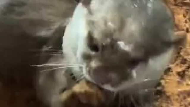 当我以为小水獭在卖萌时