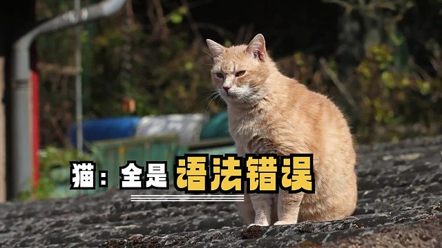 猫猫有时候散步真的挺无助的，想报警了