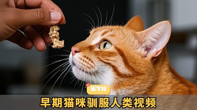 猫咪成功驯服人类，一按铃就有吃的！