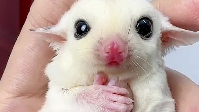 这清澈的小眼神，谁顶得住吖