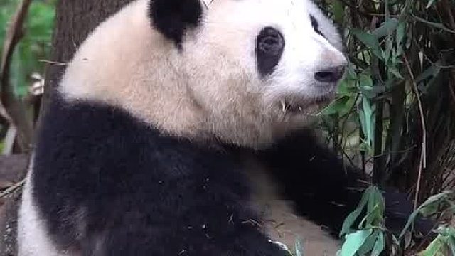 终于知道花花在等啥了！原来在等爷爷那一声“果赖”！笑死