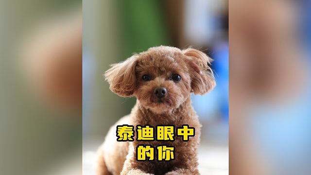 在泰迪心中，你担任的什么角色？