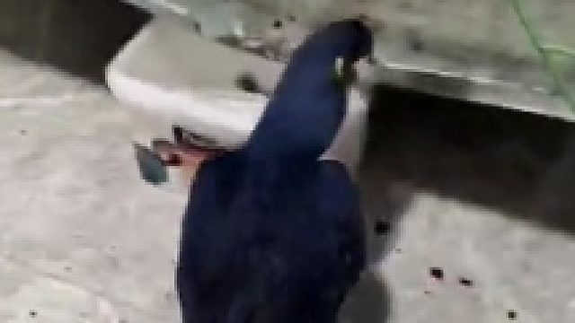 我的钱在打架，肉疼哦