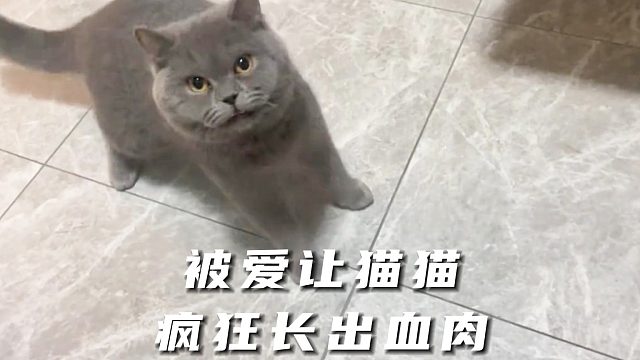 以后猫猫走的每一步，都走在妈妈的爱里