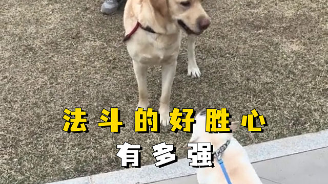 法斗的好胜心有多强？能有 800 个心眼！