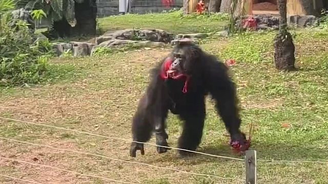 南宁动物园“丢那猩”找到正经工作抛绣球，