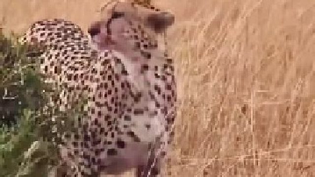 猎豹小心翼翼的进食羚羊