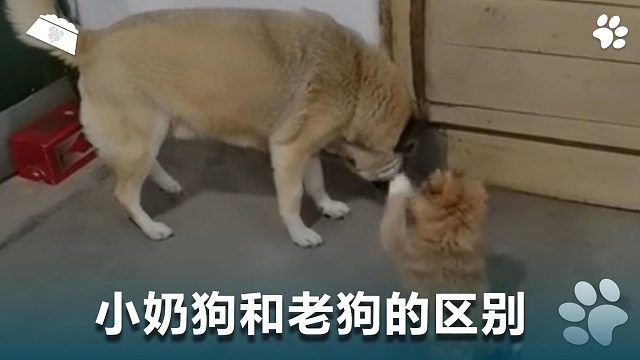 小奶狗和老狗的区别，居然这么大