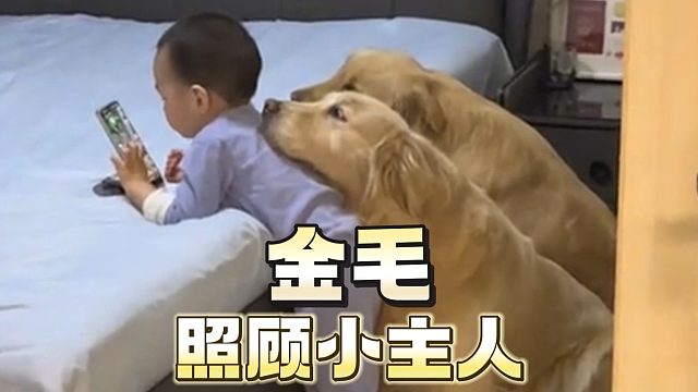 有这样懂事的金毛，真是主人的福气！