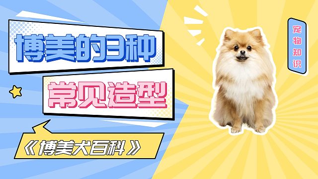 博美的3种常见造型，你家是哪一款？
