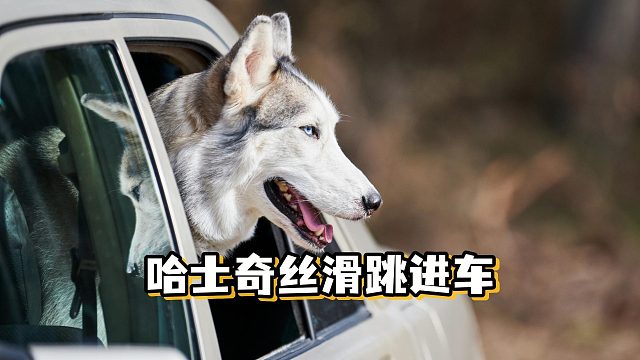 哈士奇丝滑跳车，把小姐姐吓到大叫