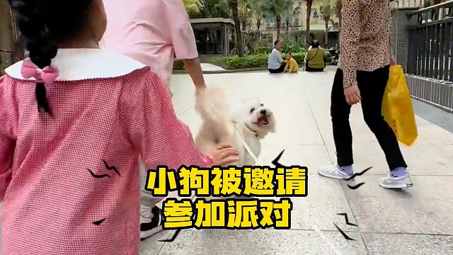 小狗被邀请参加派对，好美好治愈的场景！