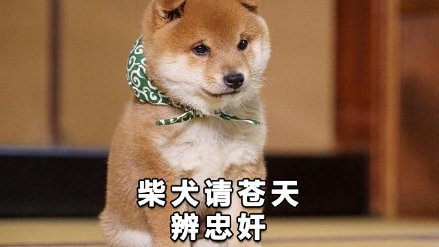 如果不是有监控，这个锅柴犬背定了
