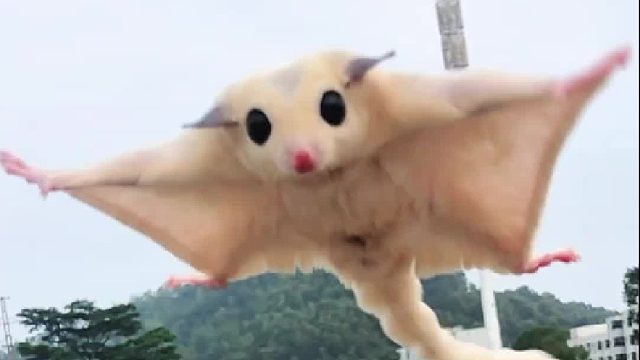 这该s展翅才华。