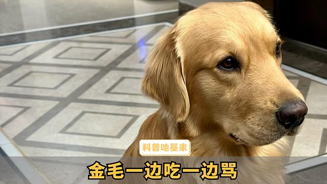 金毛护自己的食，干饭还得和饭盆打一架