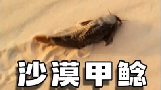 沙漠里都能有鱼了，有渔夫也很合理吧？