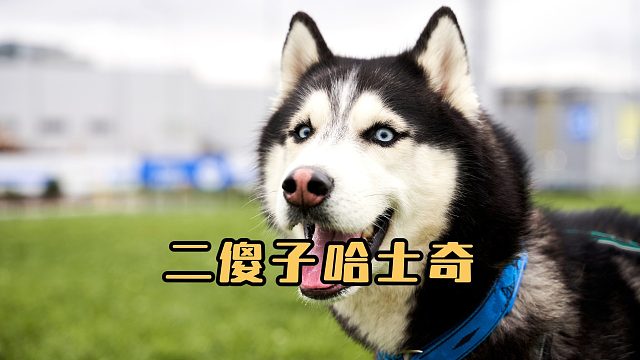 二哈的神奇脑回路，根本不在一个频道上！