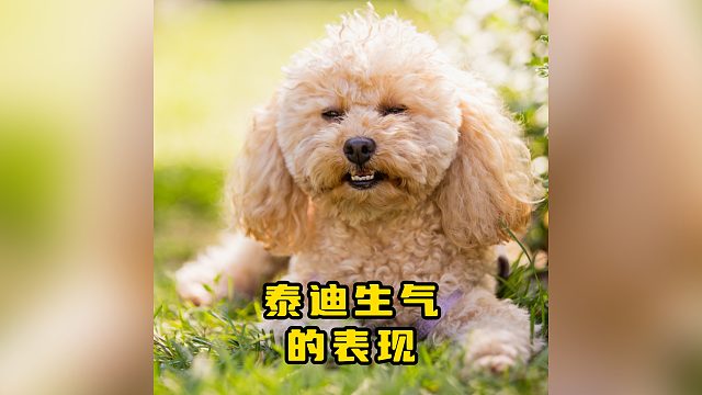 泰迪生气了会有这些表现，赶紧哄哄它！
