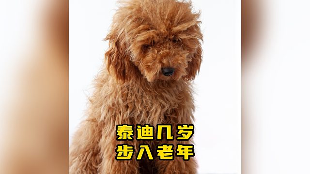 泰迪几岁步入老年？应该怎么去照顾？