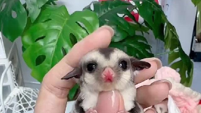 又到了每天和小蜜互动的时间了，总能捕捉到一些可可爱爱的画面。