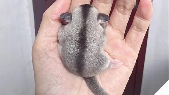 盘蜜咯，这肉乎乎的小团子也太可爱了吧