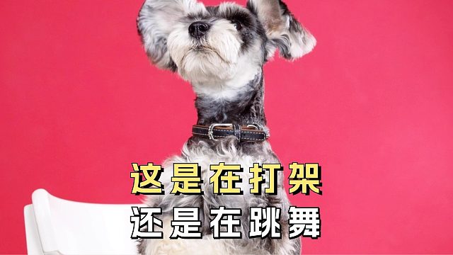 你别说，雪纳瑞跳交谊舞还是很棒的！