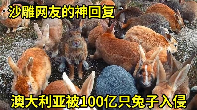澳大利亚被100只兔子入侵