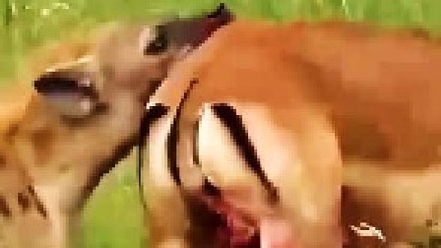 羚羊被鬣狗活掏，内脏都掉了出来，实在太惨了！