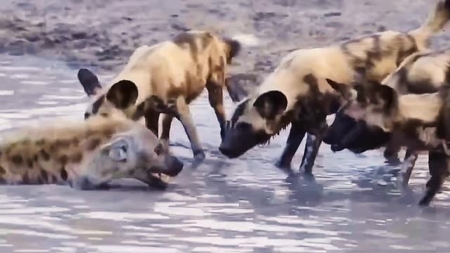 鬣狗被野狗群困在水中，进退两难
