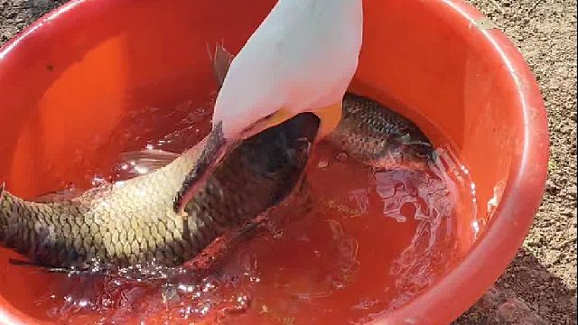 这么大的鱼也能秒吞