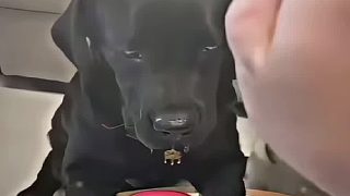 狗：不是哥們