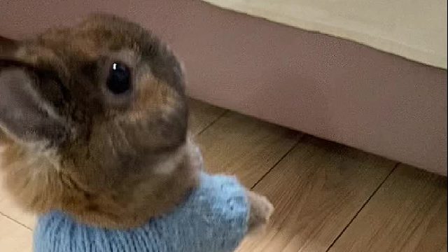 见过铺床小兔叽的倔强吗？