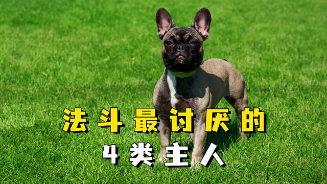 法斗最怕遇到这4类主人，希望你不是。