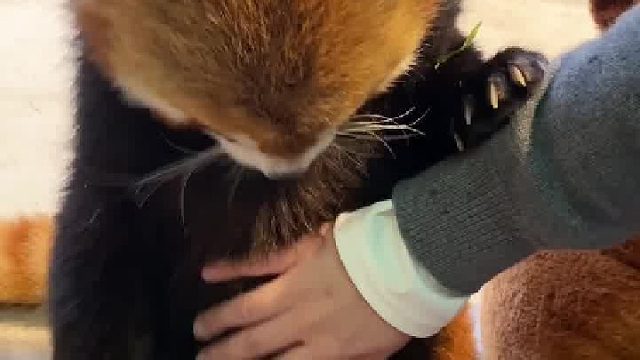 小熊猫：这会不会太暧昧了？