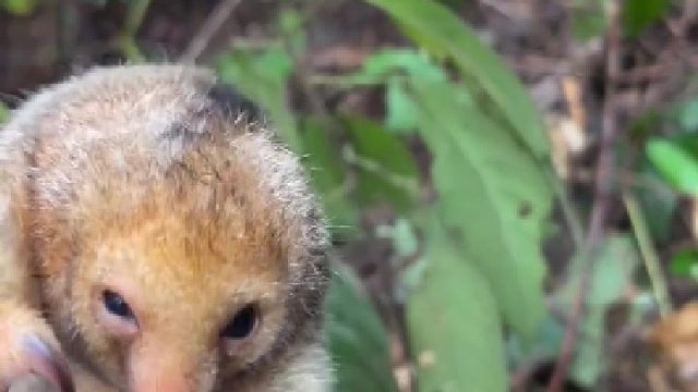 “只要我捂住自己眼睛，你就看不见我”