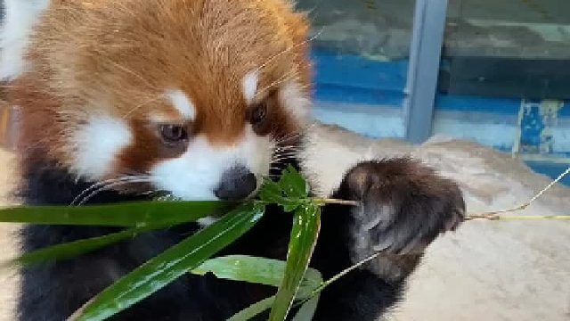 小熊猫：刚刚发生了什么？