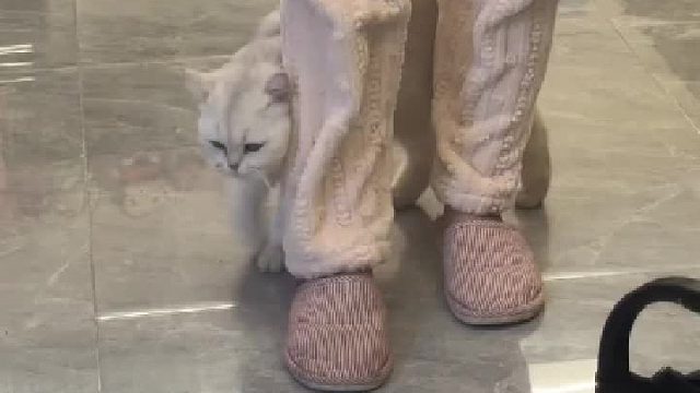 因为裤子上有静电被猫打了！