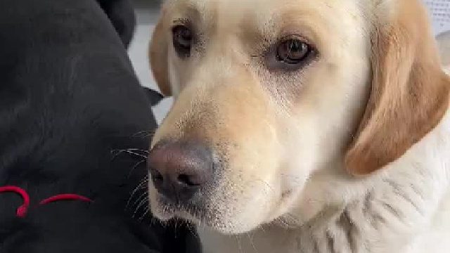 狗：你有病吧，给我来真的？