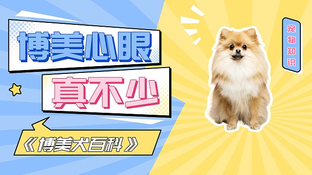 博美心眼多的表现，你家狗中了吗？