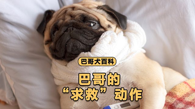 巴哥向你求救的 4 个动作，你千万别忽略！
