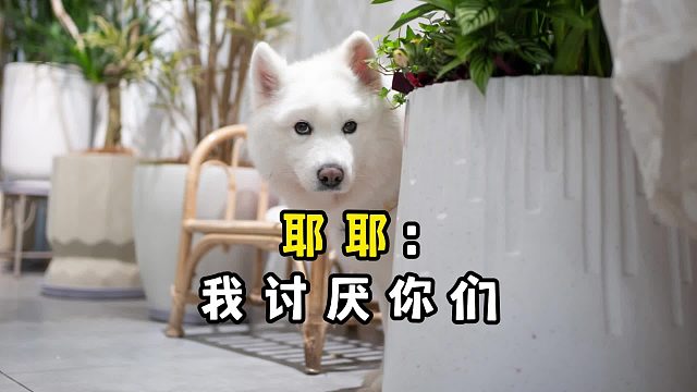 耶耶：惹到我，可算是踩到棉花上了