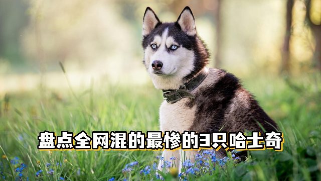 号称全网混得最差的3只二哈，真的好心酸