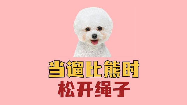 遛比熊时突然松开绳子，它会是什么反应？