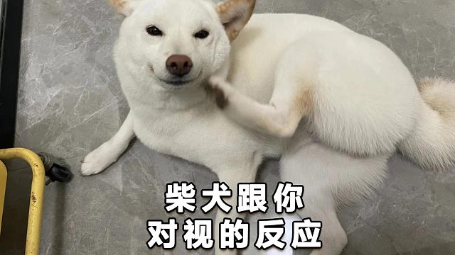 当你和狗狗对视，会出现哪些反应呢？