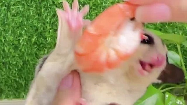 不吃就不吃，怎么还打起来了呢