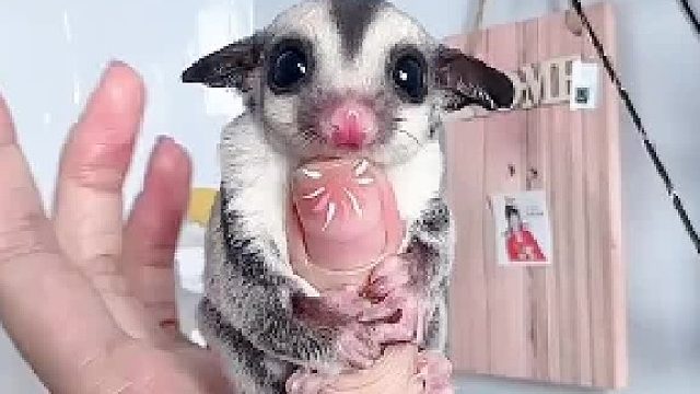 好干净秀气的小普蜜吖