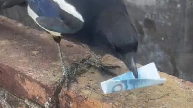 我被鸟玩了，彻底虫财两空！