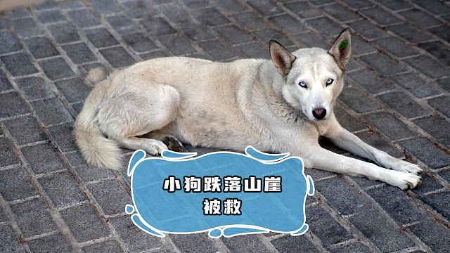 小狗被困悬崖，救援行动一波三折