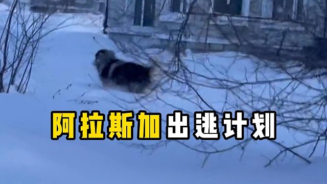 看似平静的阿拉斯加，隐藏着一颗出逃的心！